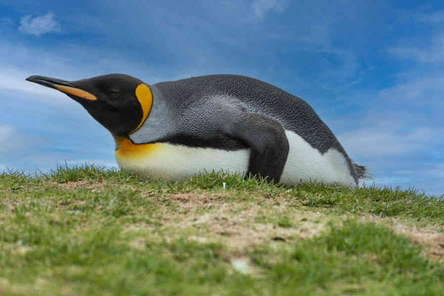 Pingüino Rey - islas Georgias del Sur 033.jpg